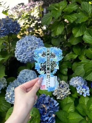 広島市中区薬研堀のヘルス AGORA（アゴラ）早朝6：00オープン!!厳選美人OLが連日多数出勤!!の写メ日記　私の趣味は…???画像