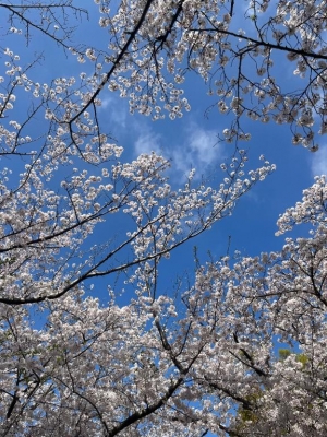 広島市中区薬研堀のヘルス AGORA（アゴラ）早朝6：00オープン!!厳選美人OLが連日多数出勤!!の写メ日記　????? ???¨??画像