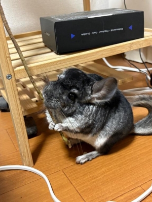 広島市中区薬研堀のヘルス AGORA（アゴラ）早朝6：00オープン!!厳選美人OLが連日多数出勤!!の写メ日記　うぅぅー画像